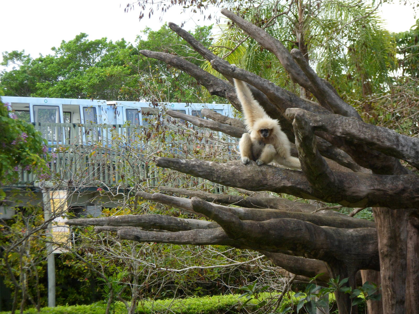 White Cheeked Gibbon