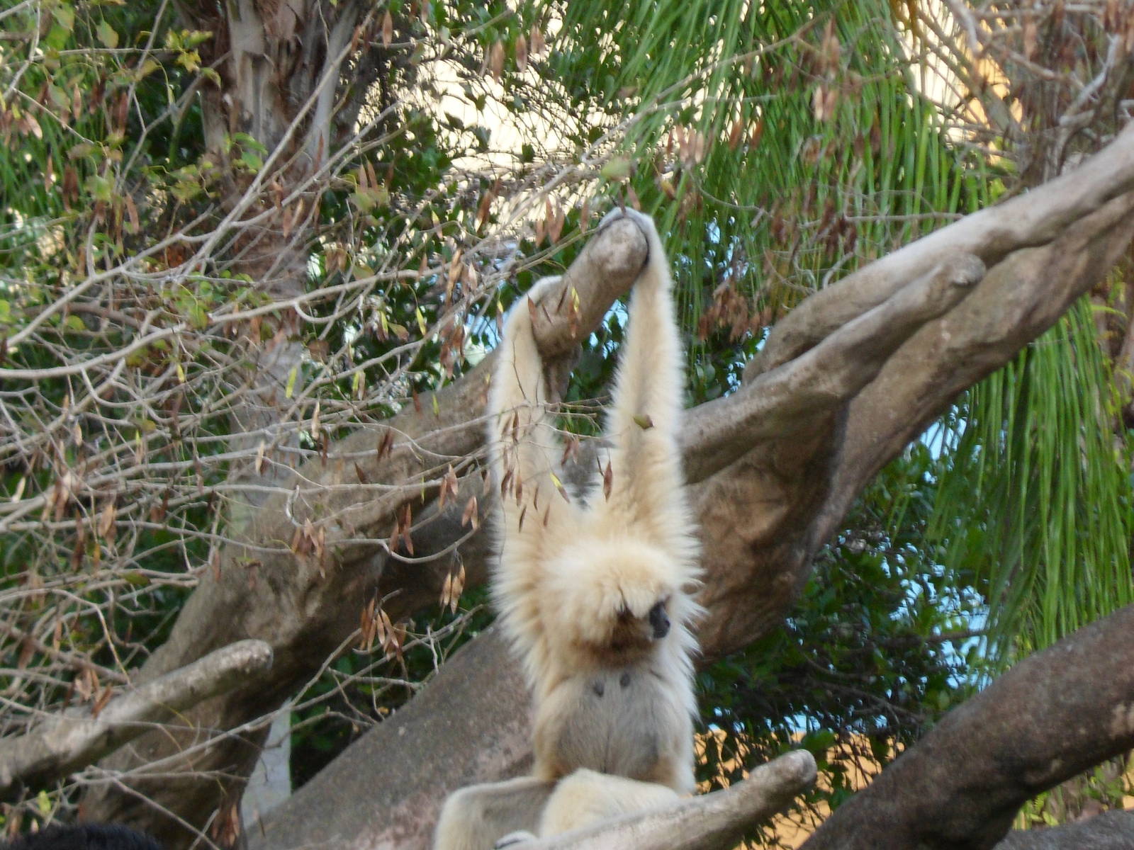 White Cheeked Gibbon