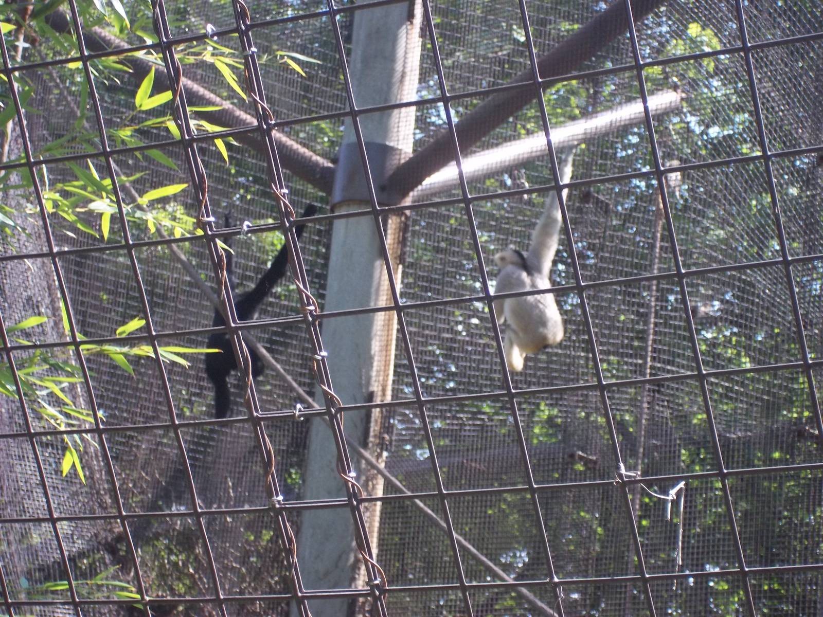 White Cheeked Gibbon