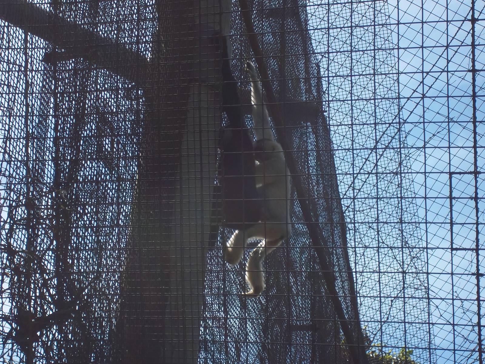 White Cheeked Gibbon