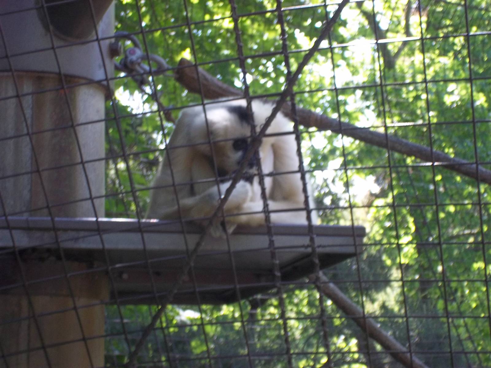 White Cheeked Gibbon