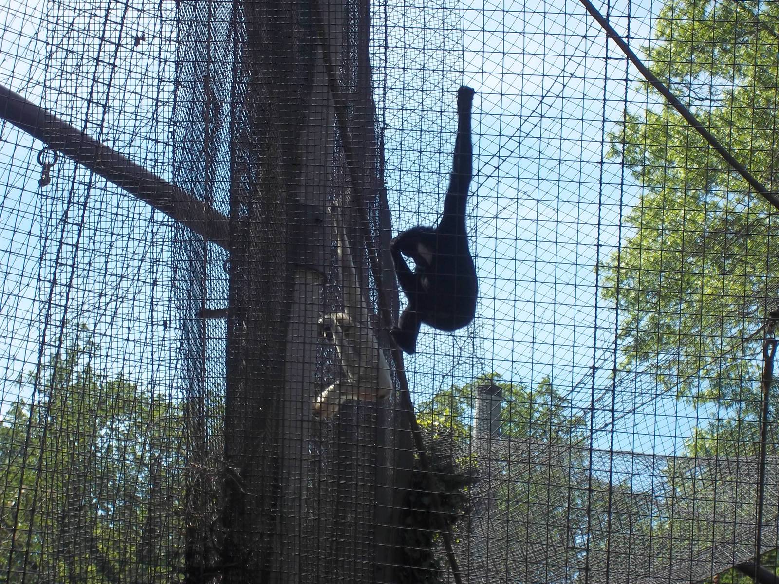 White Cheeked Gibbon