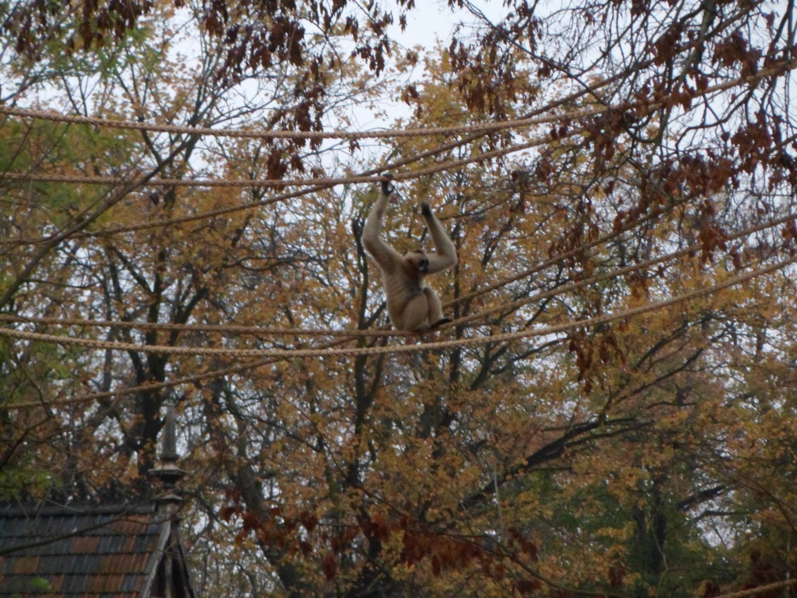 white-cheeked Gibbon