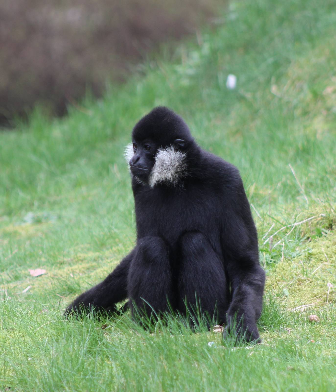 White-cheeked gibbon