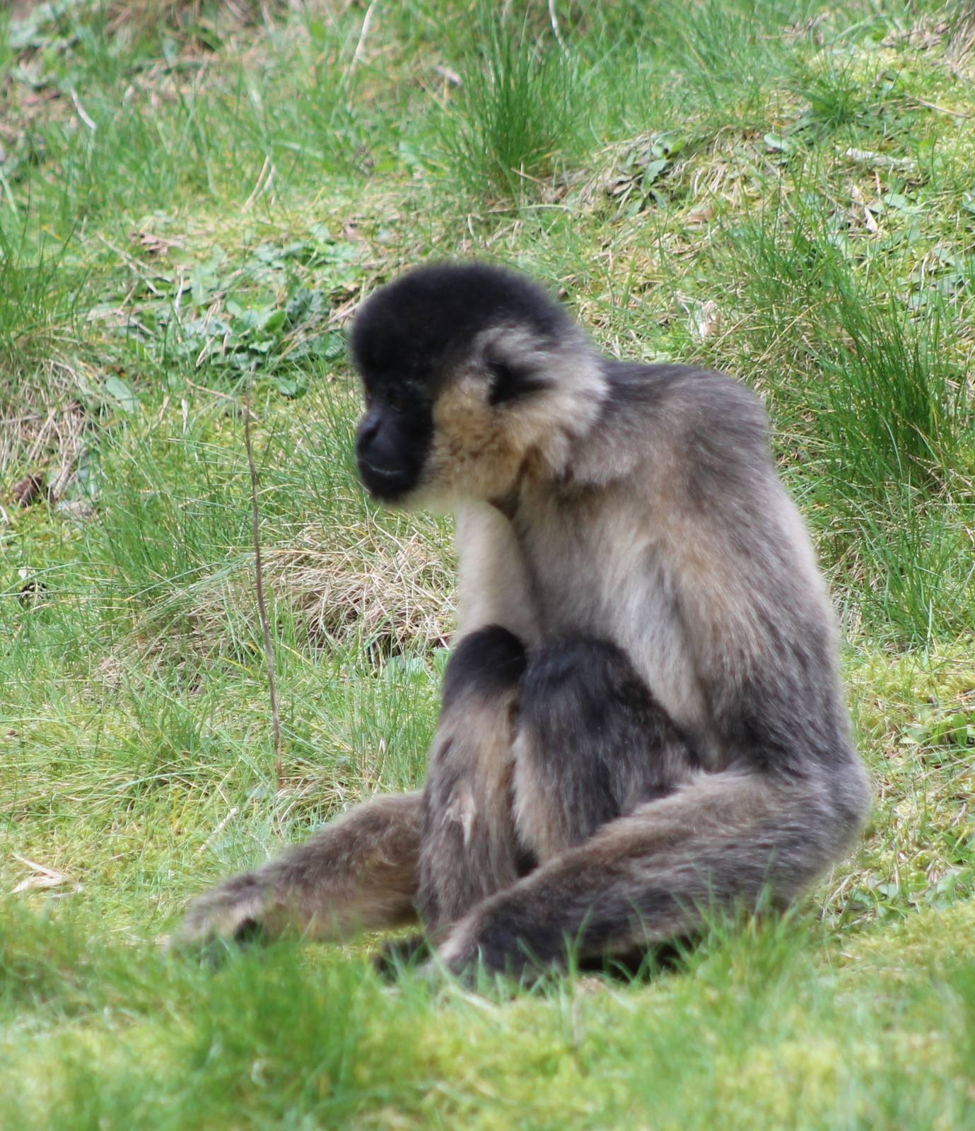 White-cheeked gibbon