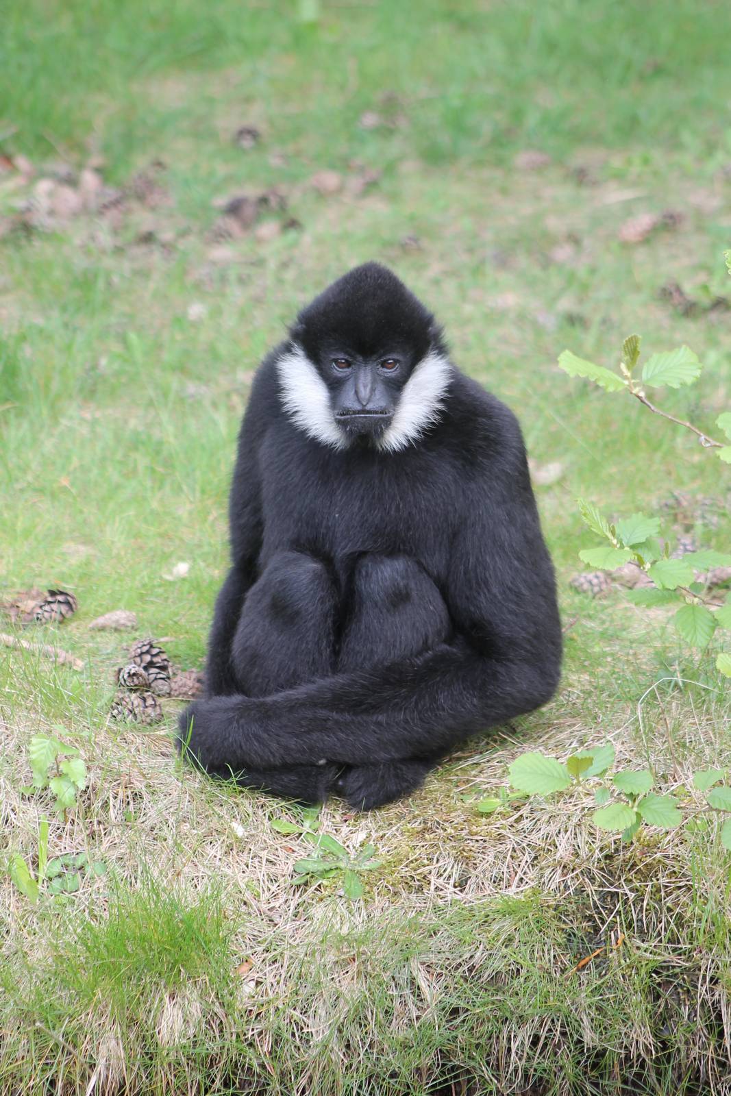White-cheeked gibbon