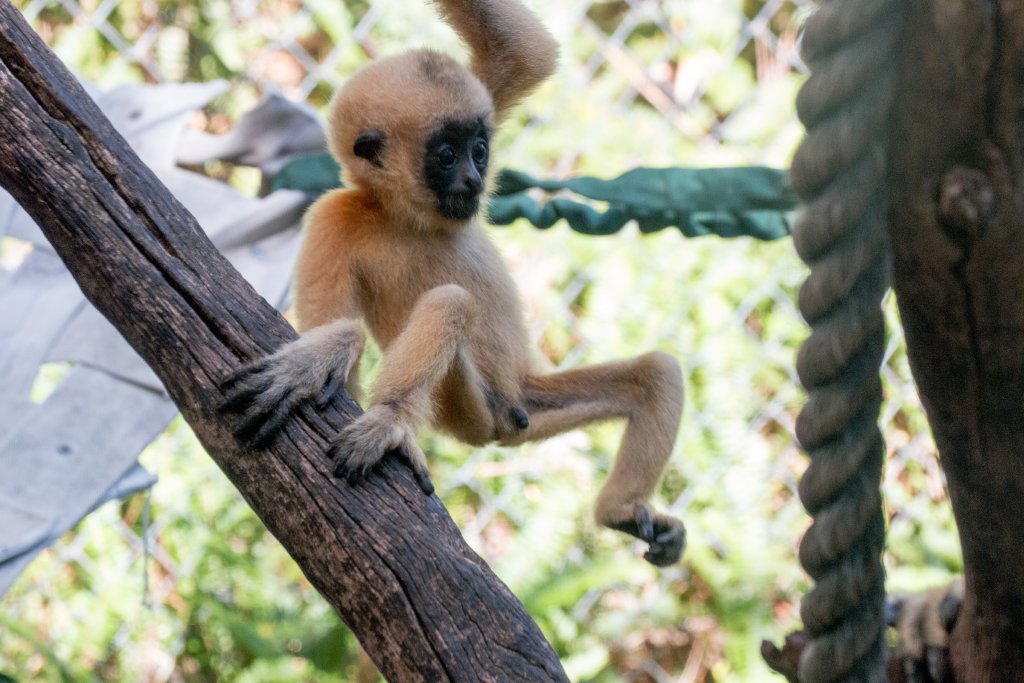 White-cheeked Gibbon