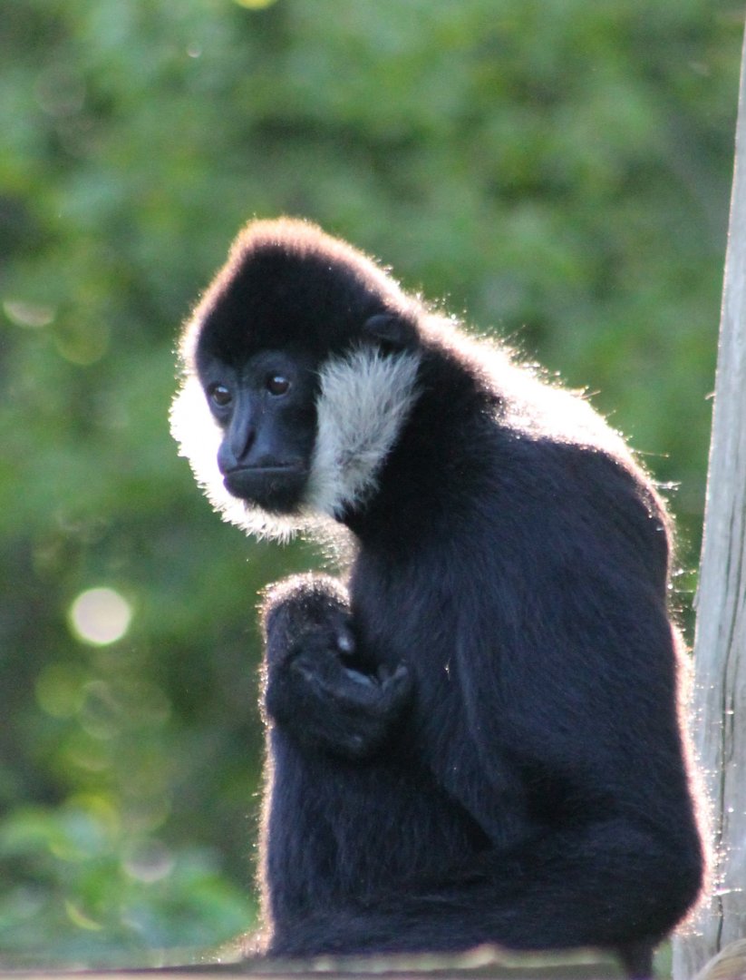 White-cheeked gibbon