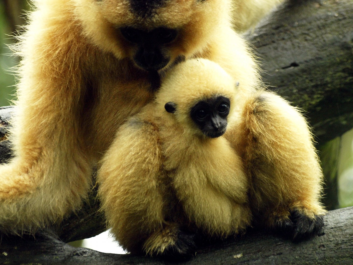 White-cheeked gibbon