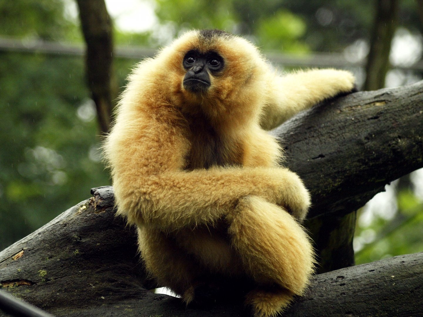 White-cheeked gibbon