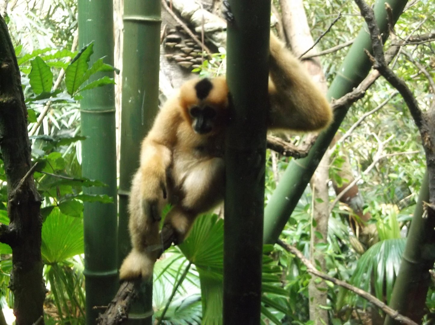 White-cheeked gibbon