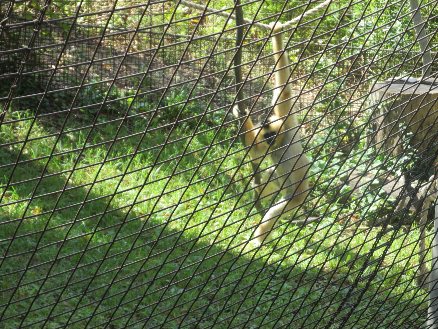 white cheeked gibbon