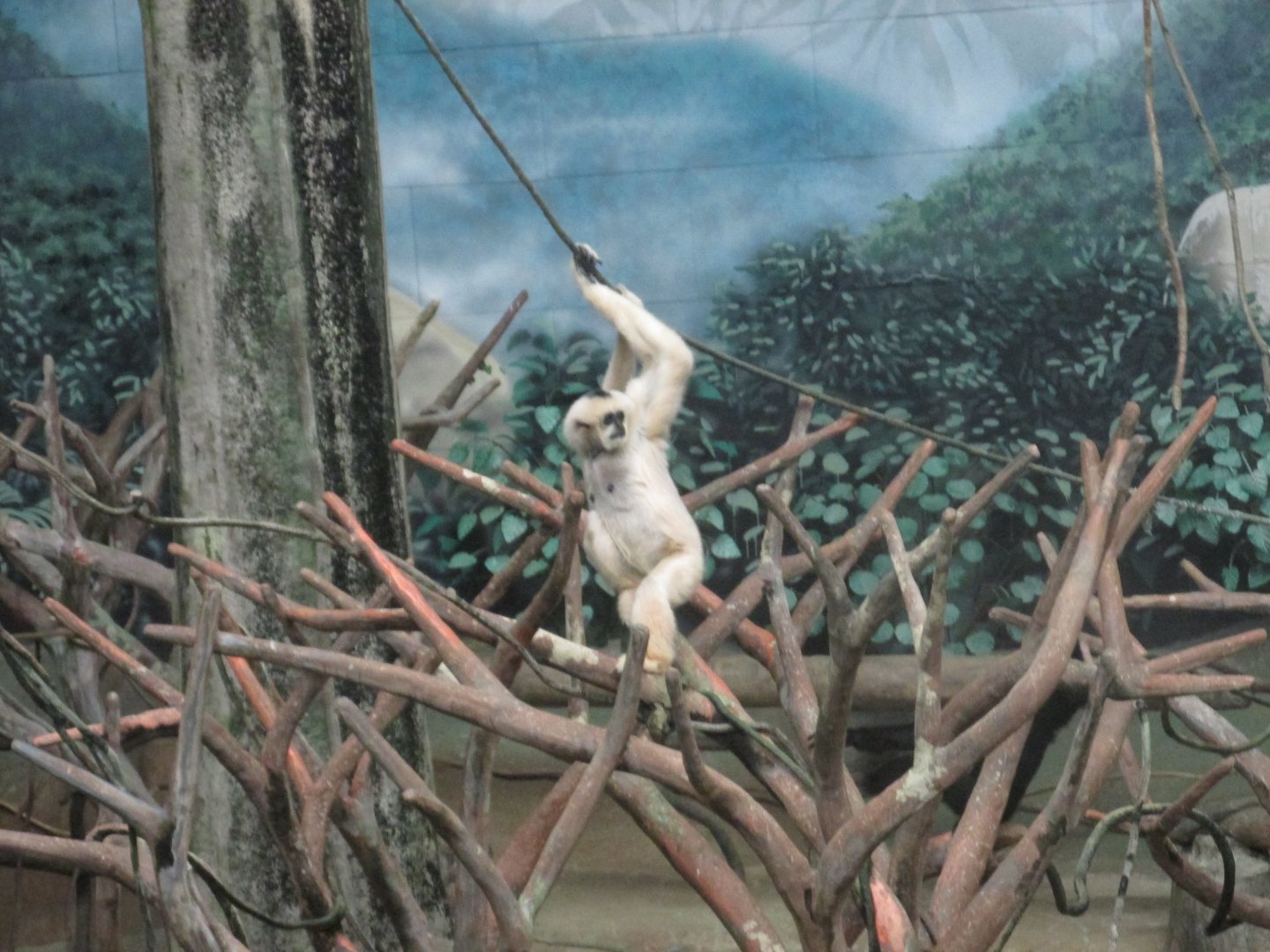 white cheeked gibbon