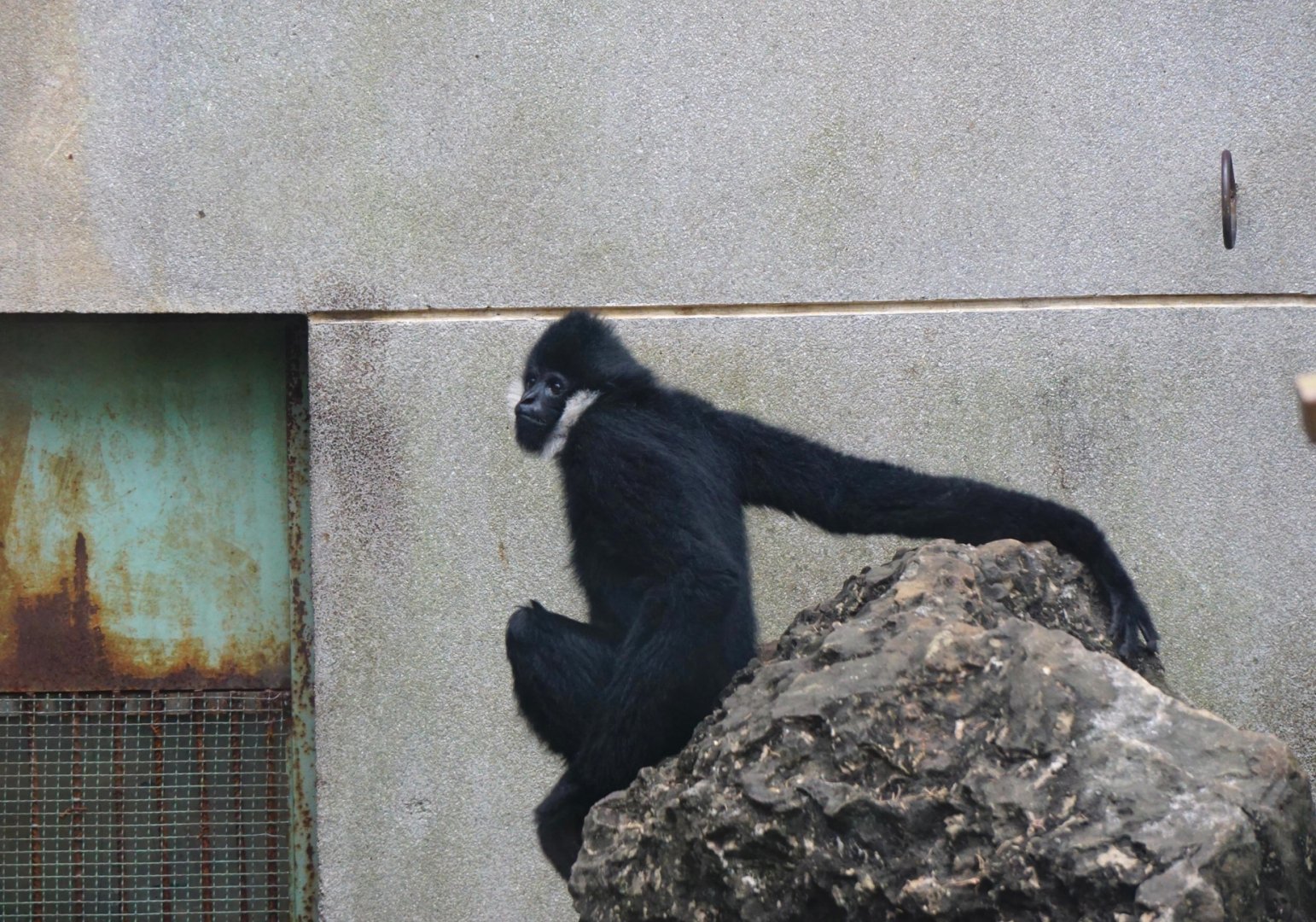 White-cheeked Gibbon