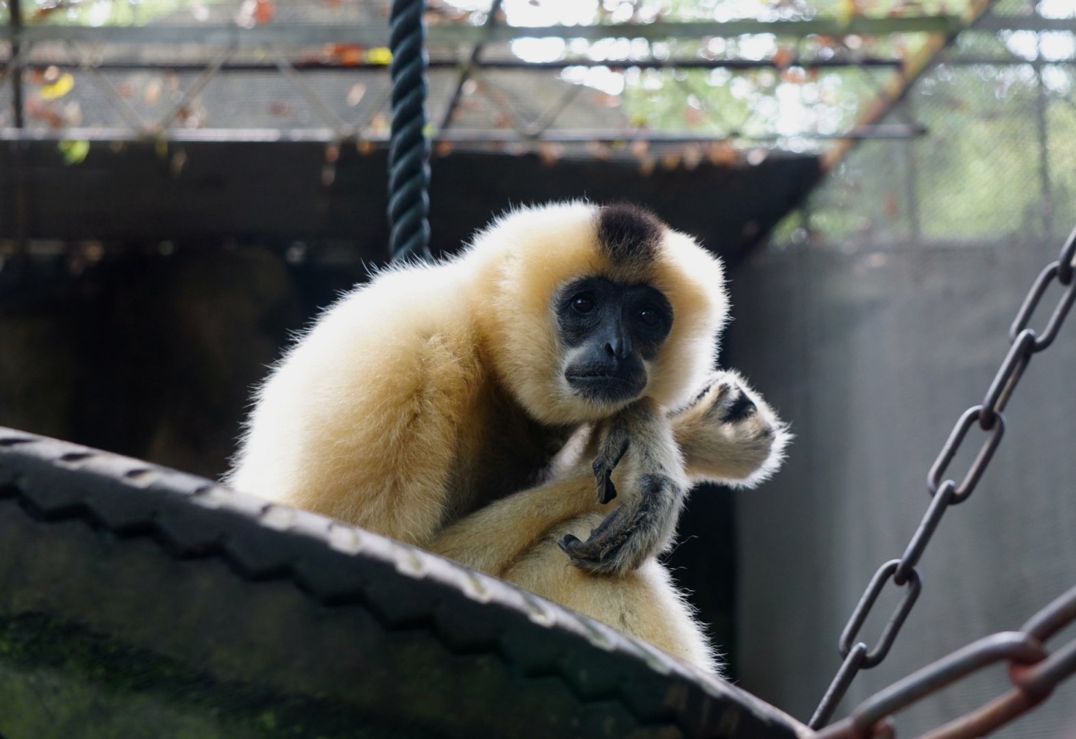 White-cheeked gibbon