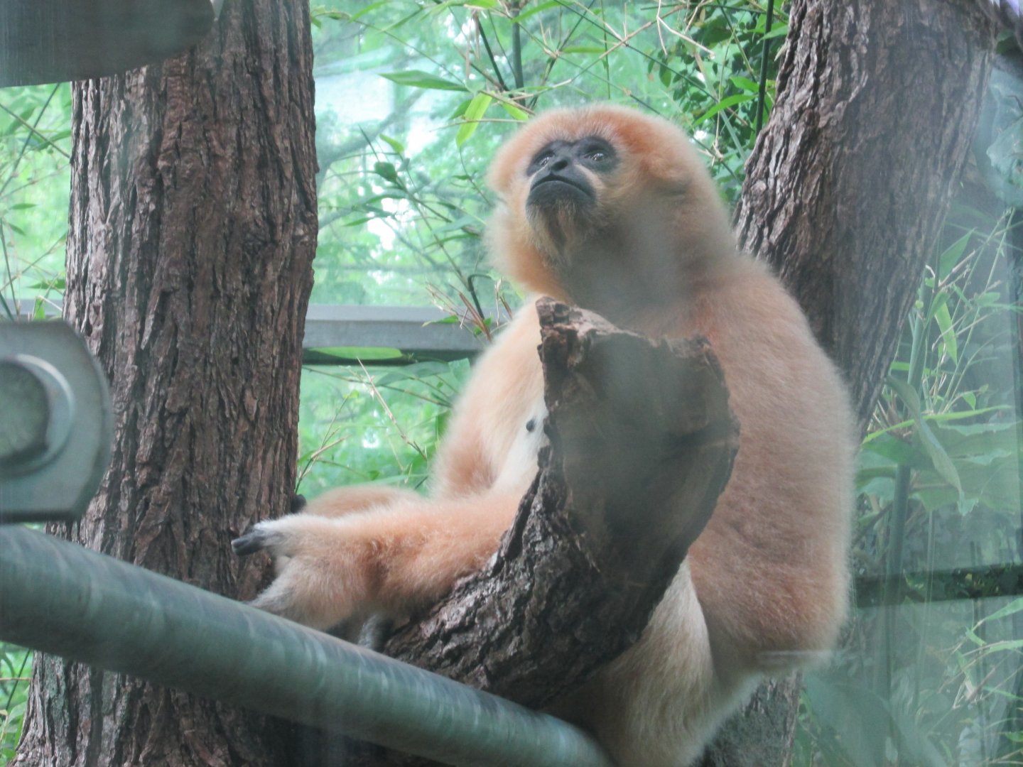 white cheeked gibbon