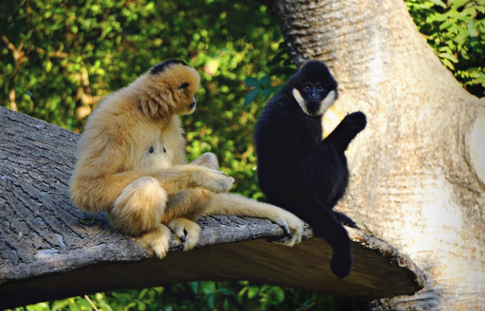 White-cheeked gibbon