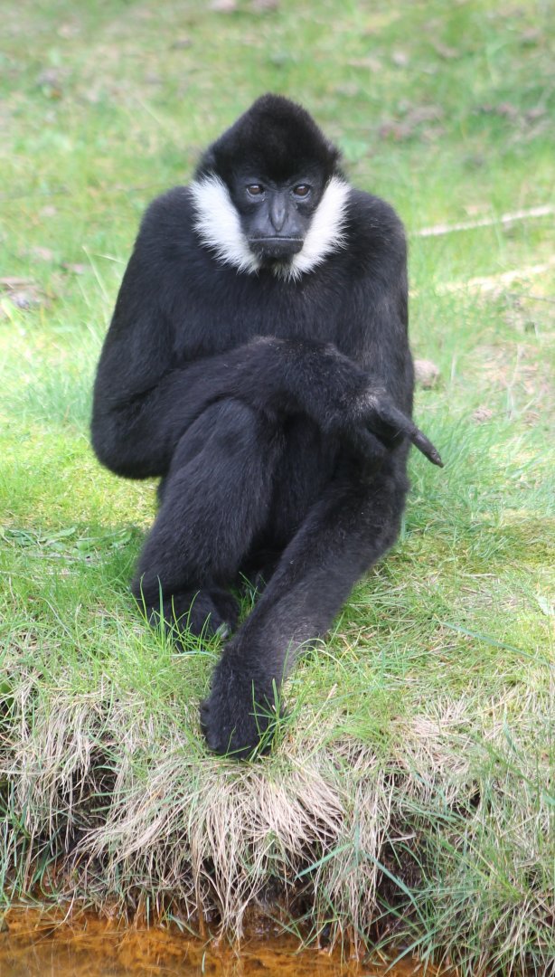 White-cheeked gibbon