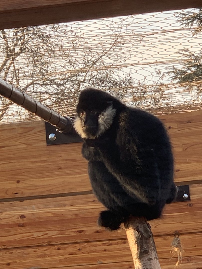 White Cheeked Gibbon