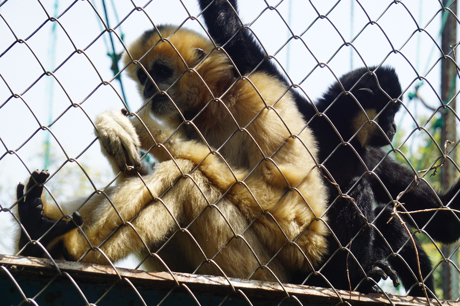 White-cheeked gibbon
