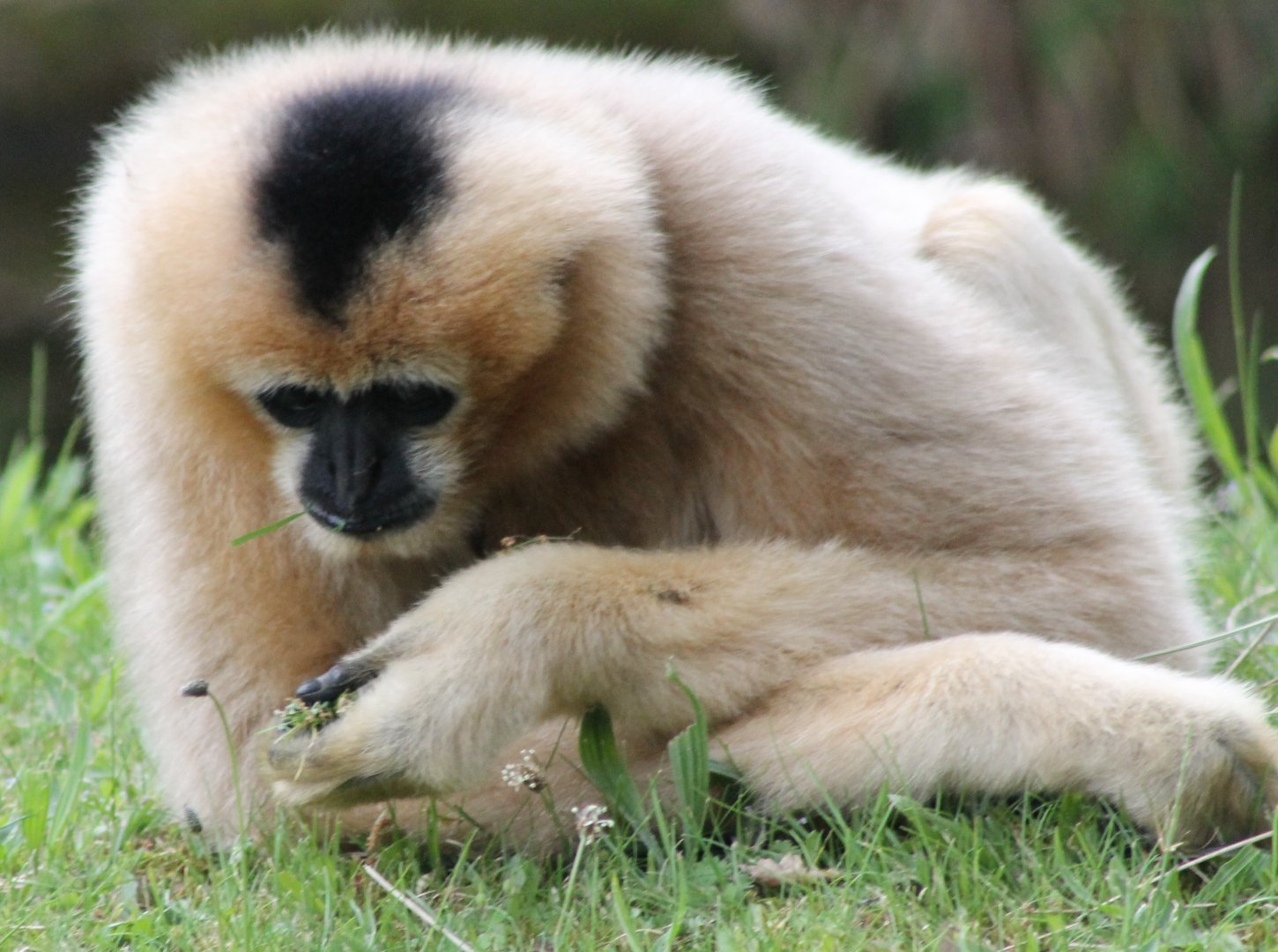 White-cheeked gibbon