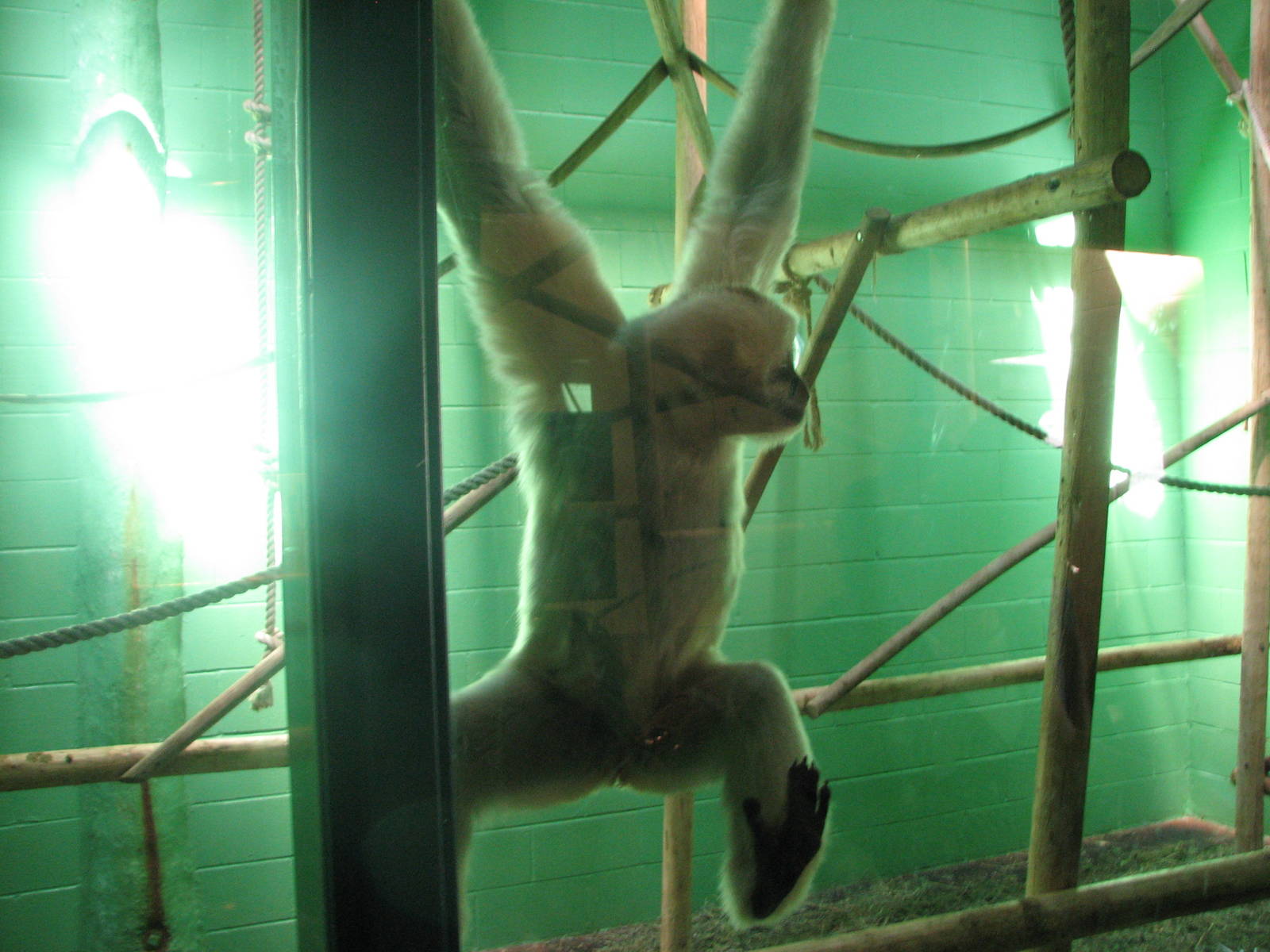 White-Cheeked Gibbon