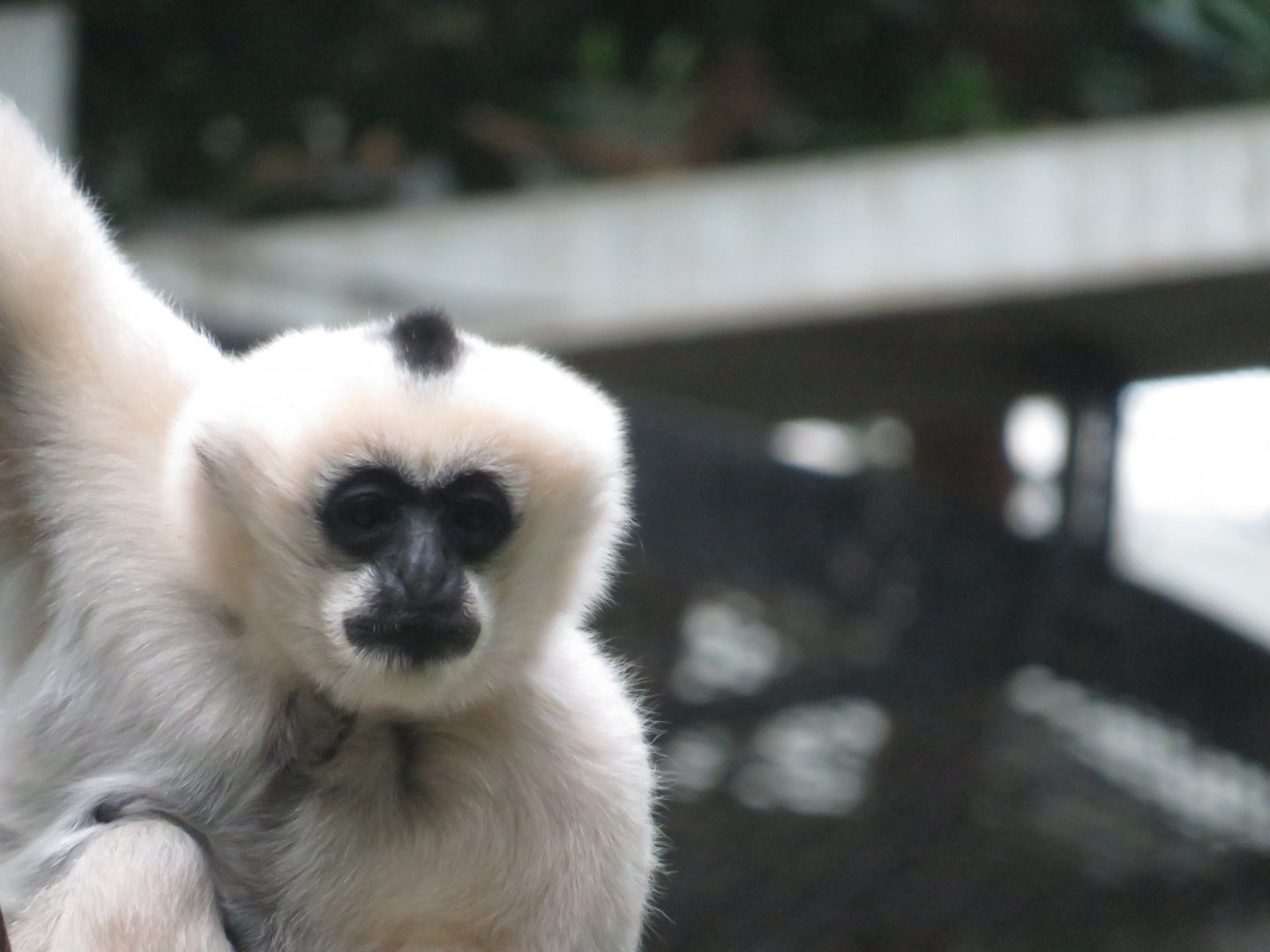 White-cheeked gibbon