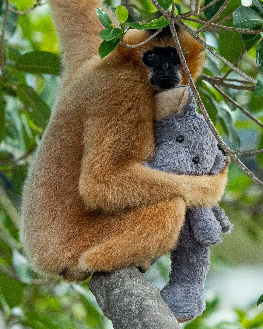 White-cheeked gibbon