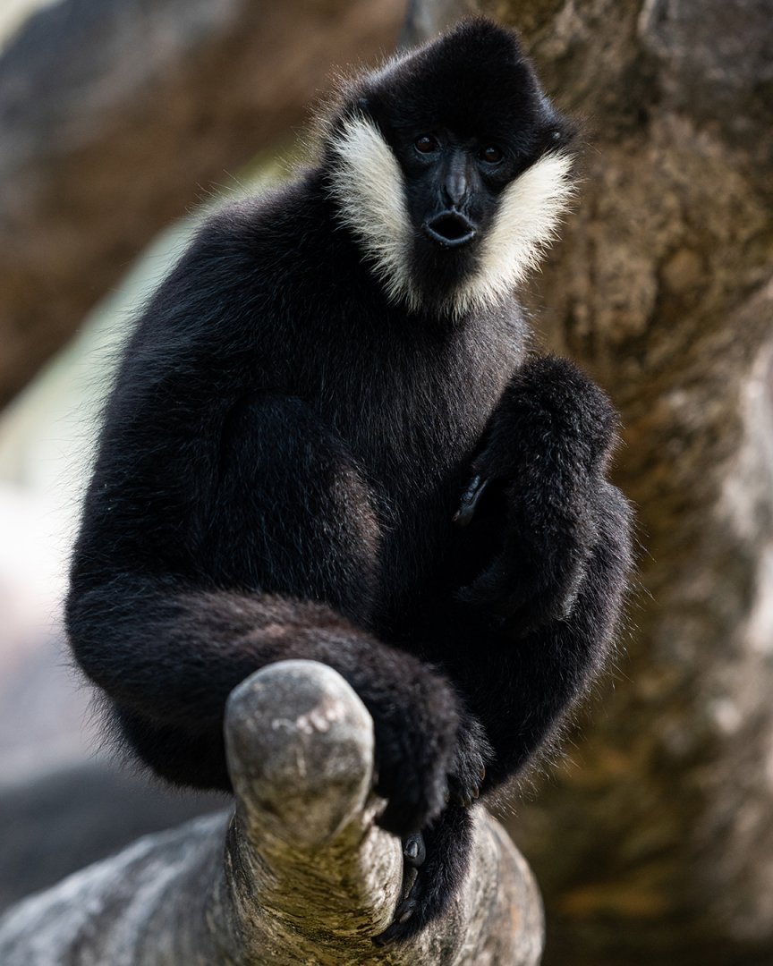 White-cheeked gibbon