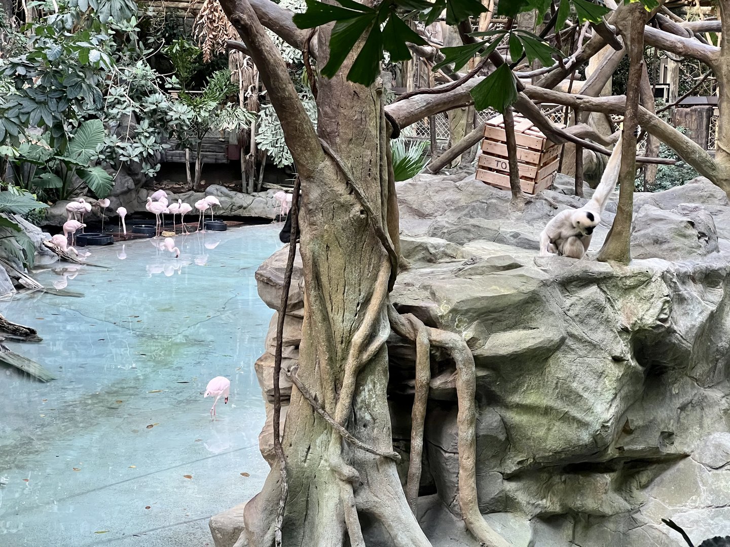 White-cheeked Gibbon