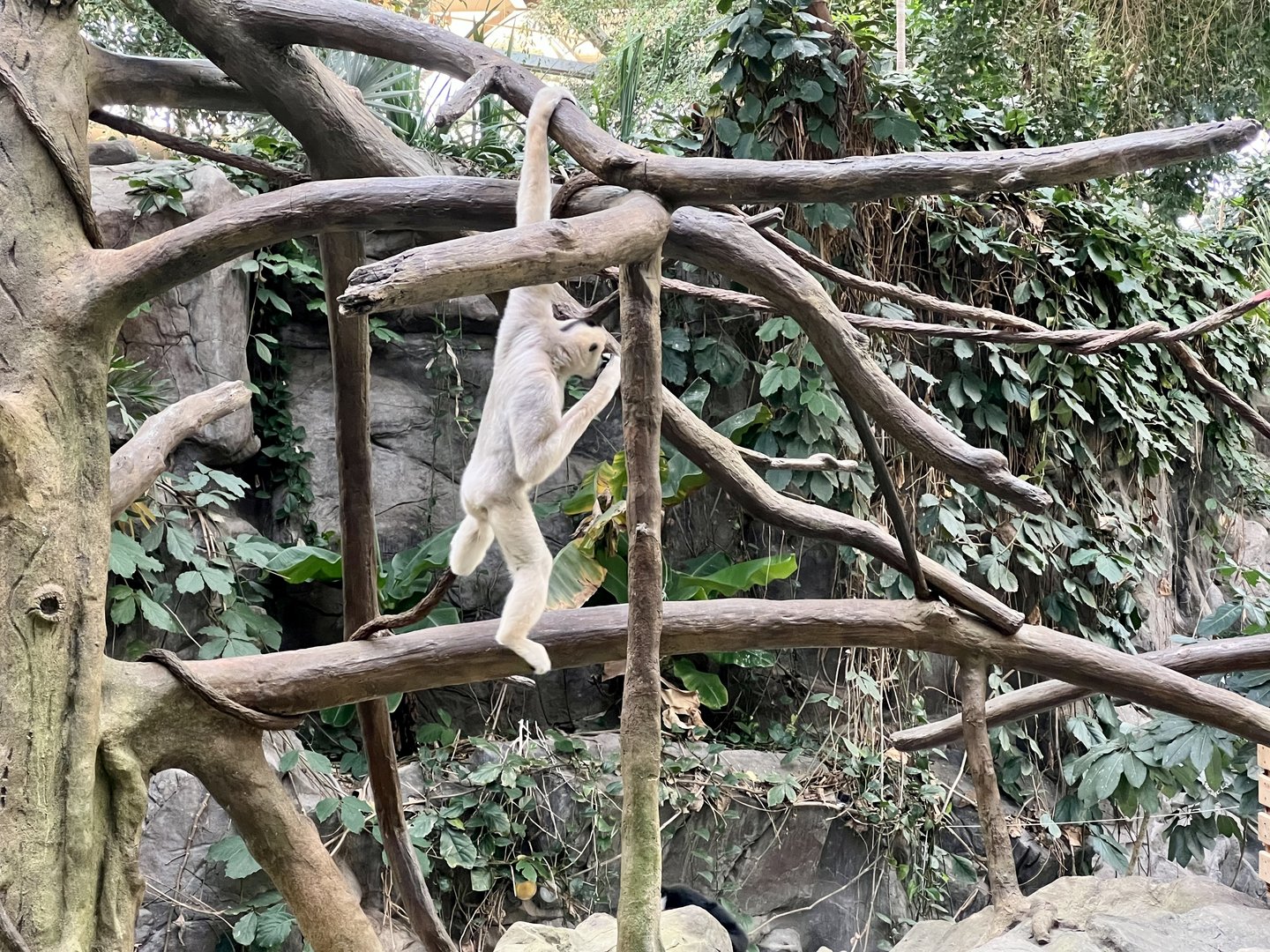 White-cheeked Gibbon