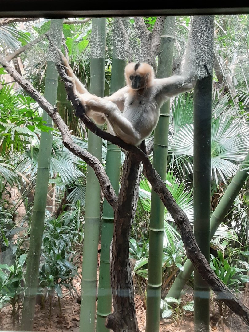 White-Cheeked Gibbon