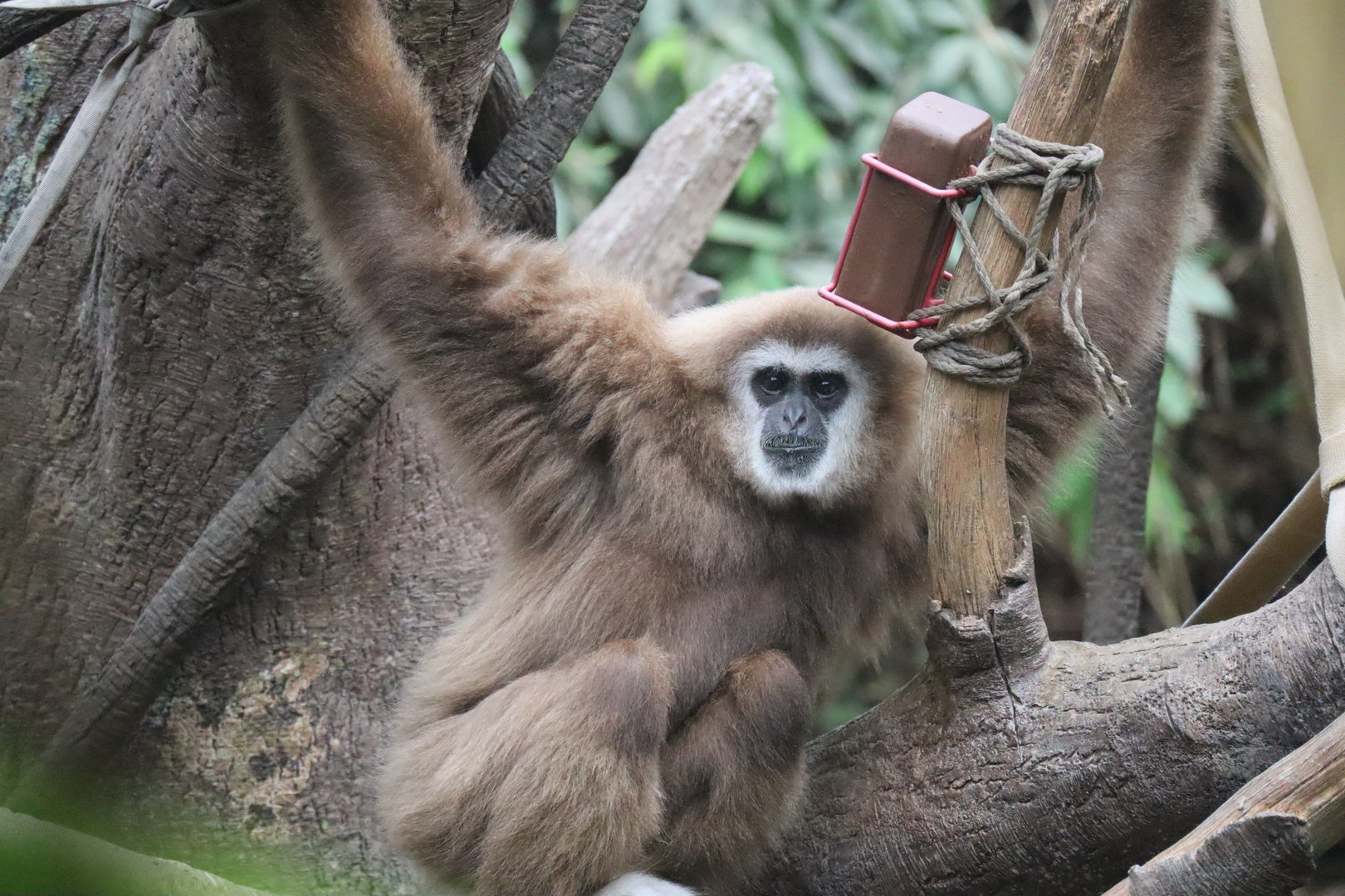 White Cheeked Gibbon