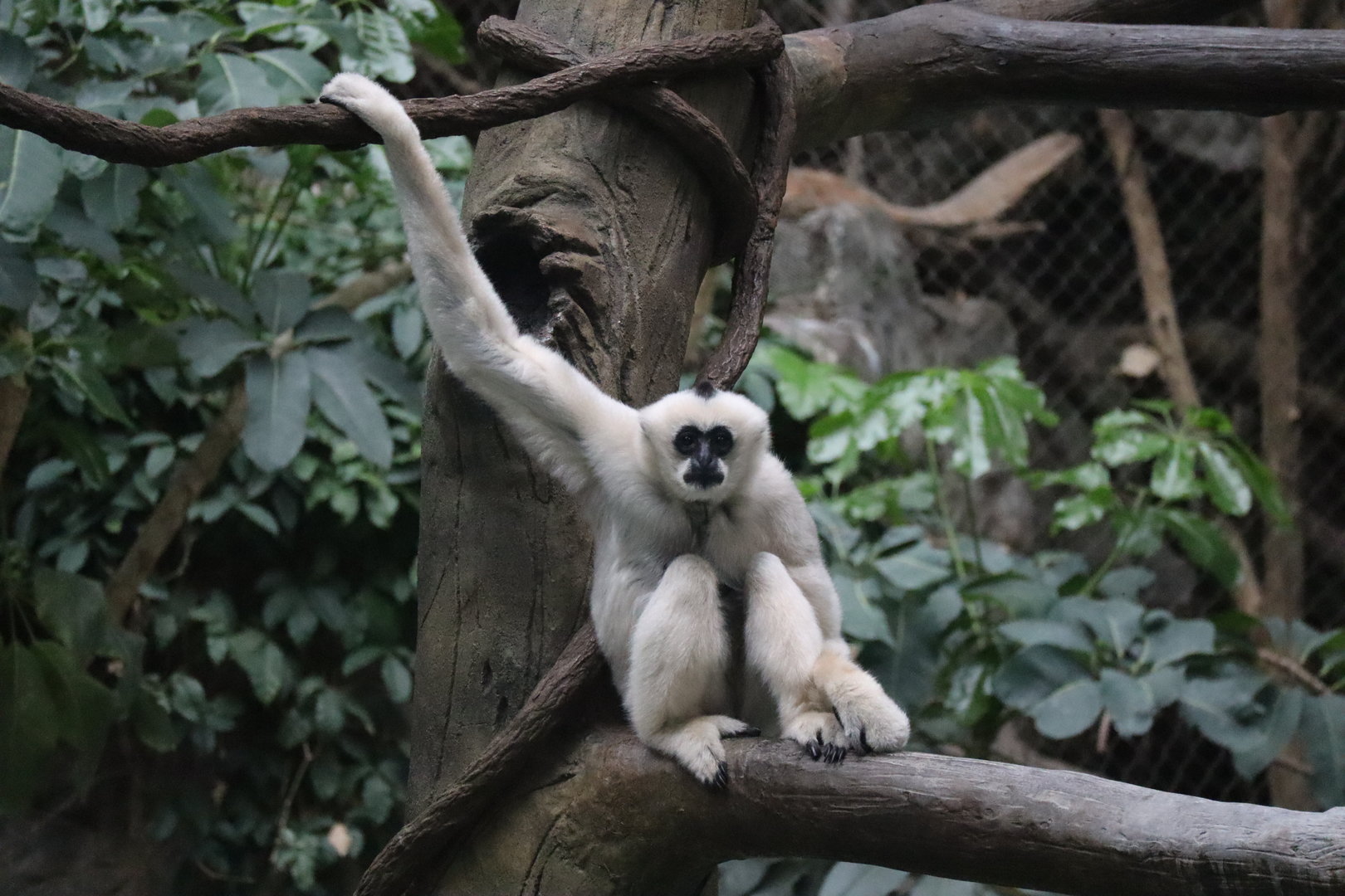 White Cheeked Gibbon