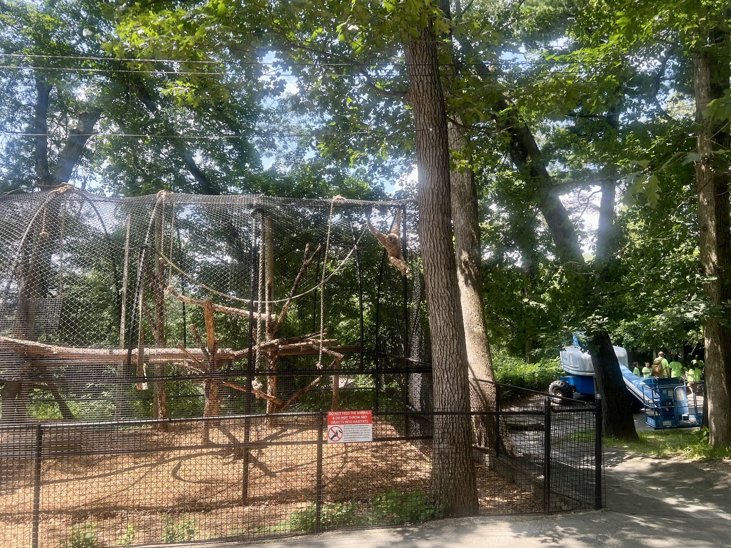 White-cheeked Gibbon