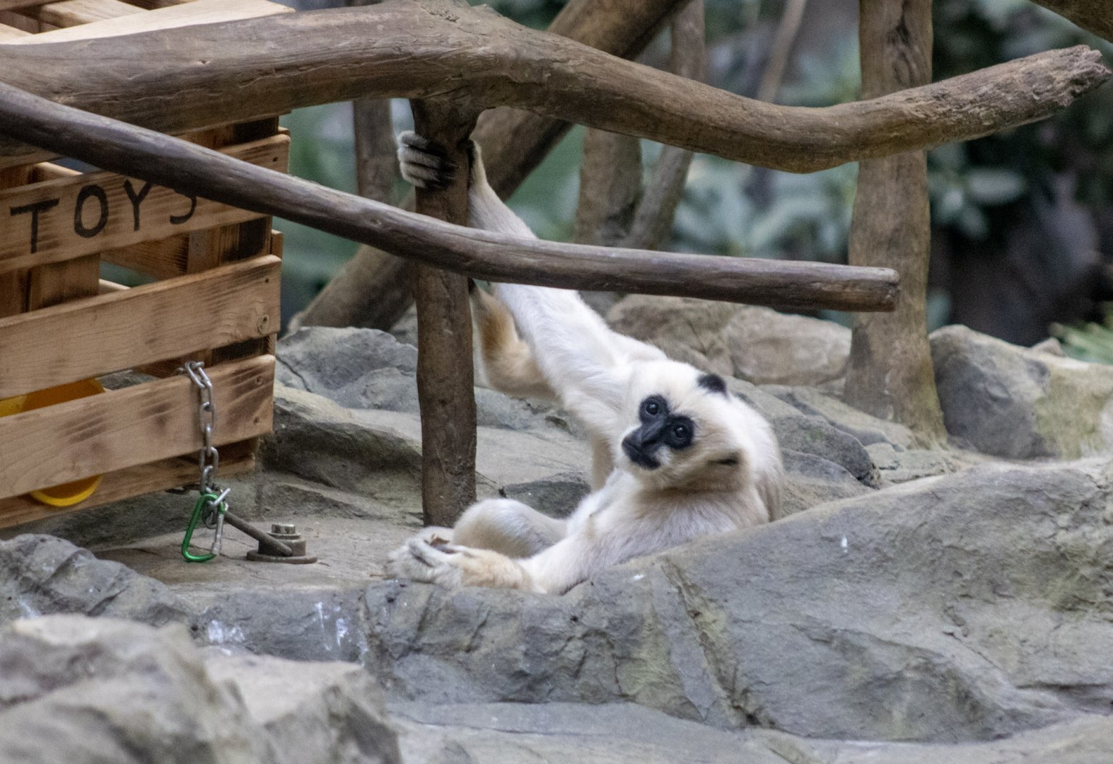 White-cheeked Gibbon