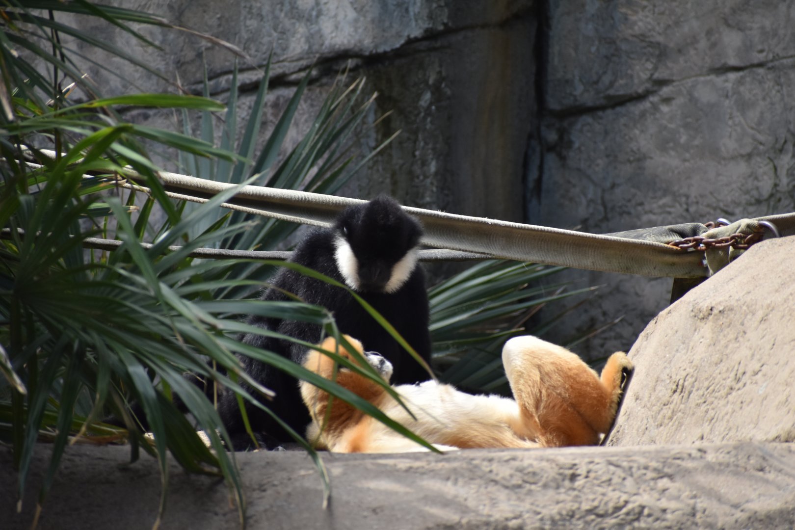 White-cheeked Gibbon
