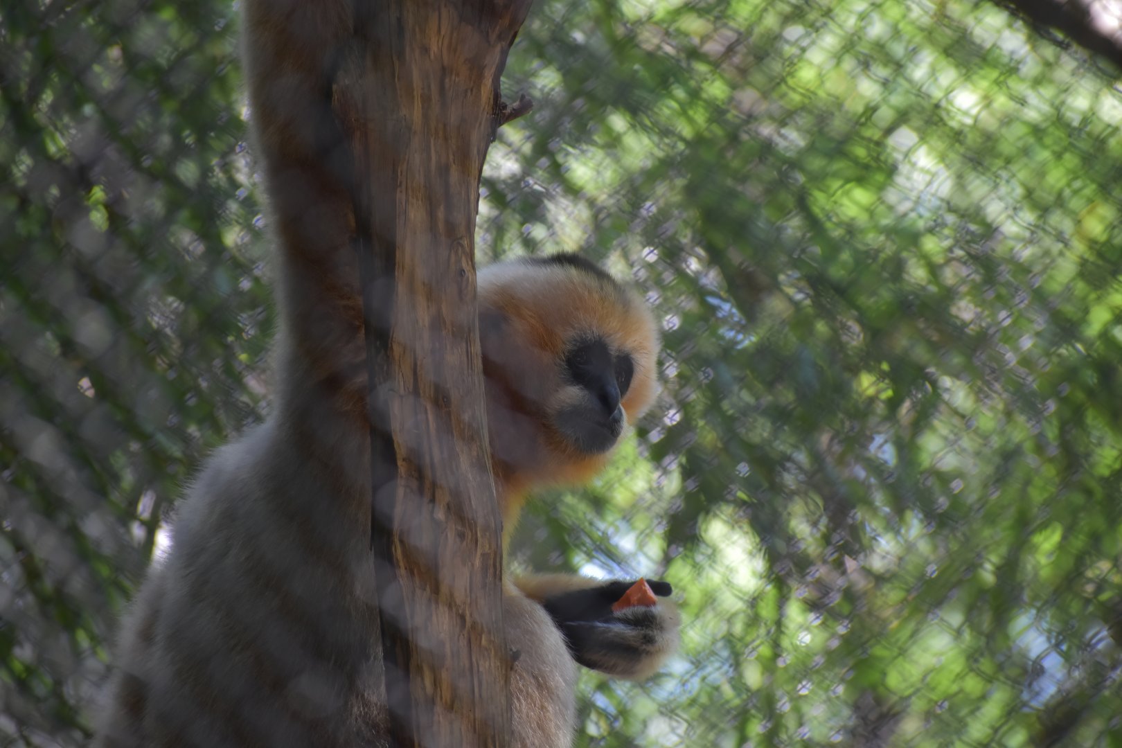 White-Cheeked Gibbon