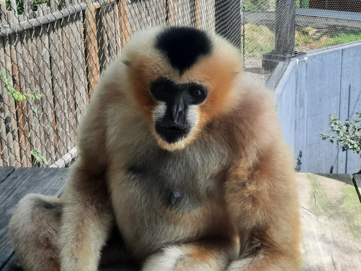 White Cheeked Gibbon