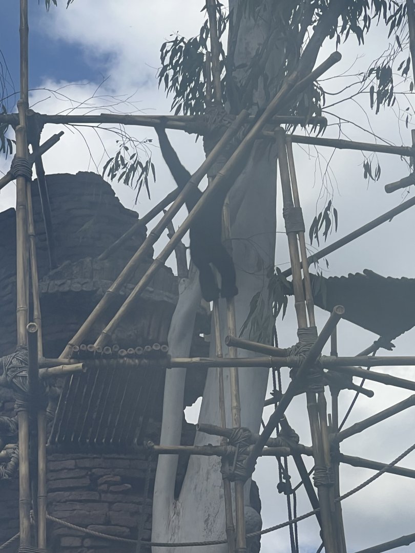 White-Cheeked Gibbon