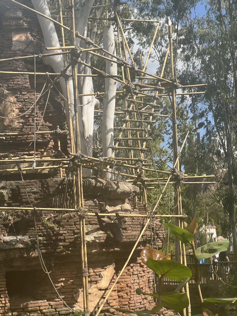 White-Cheeked Gibbon