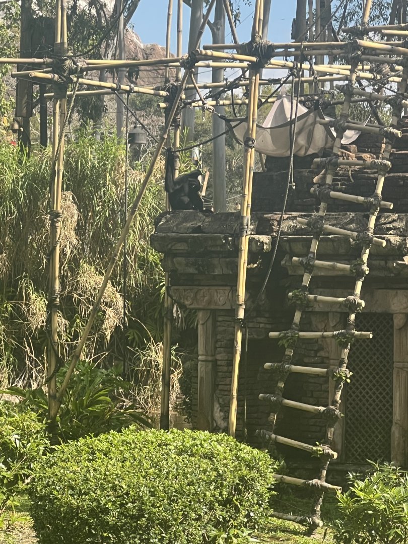 White-Cheeked Gibbon