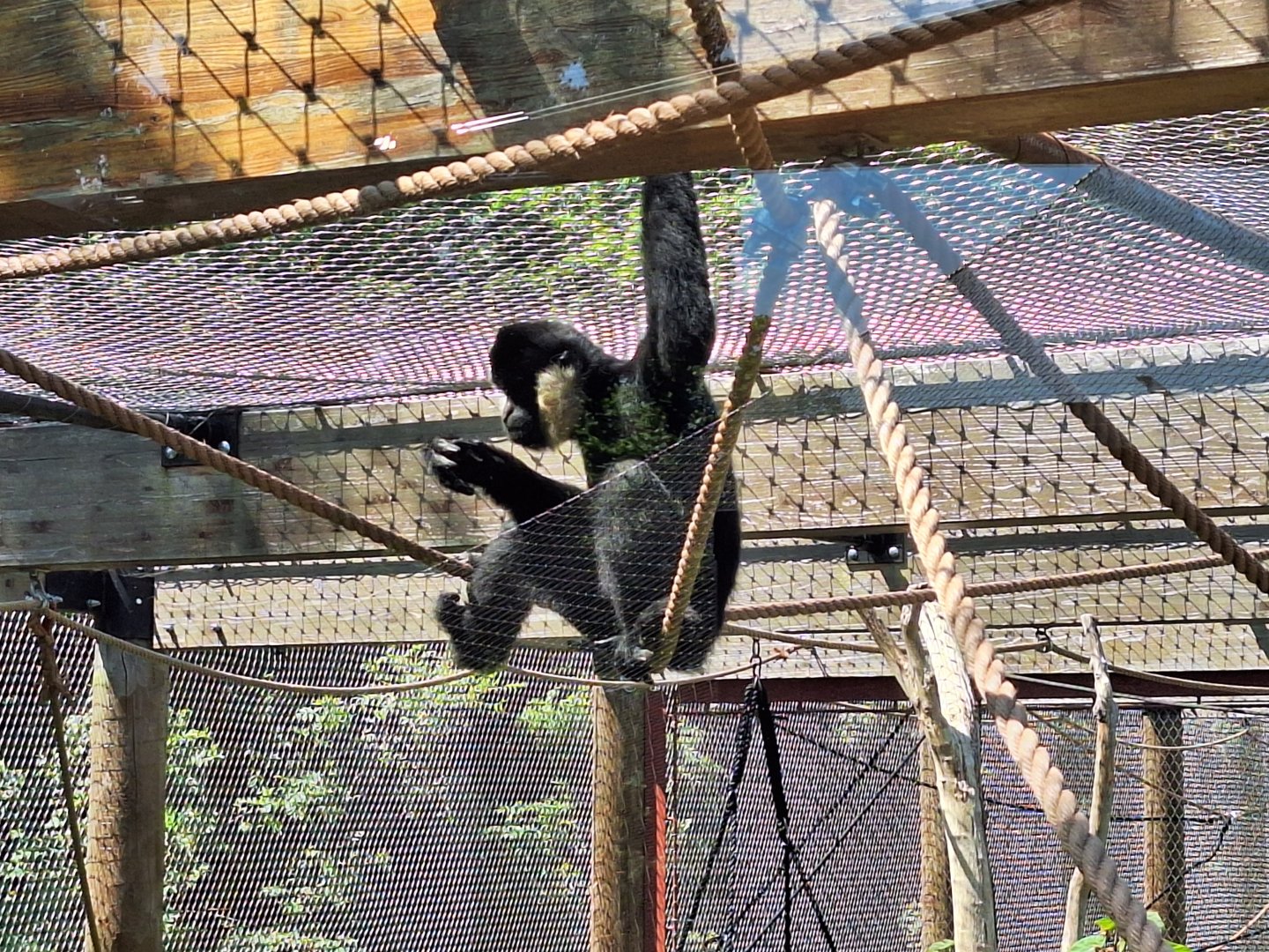 White-cheeked Gibbon