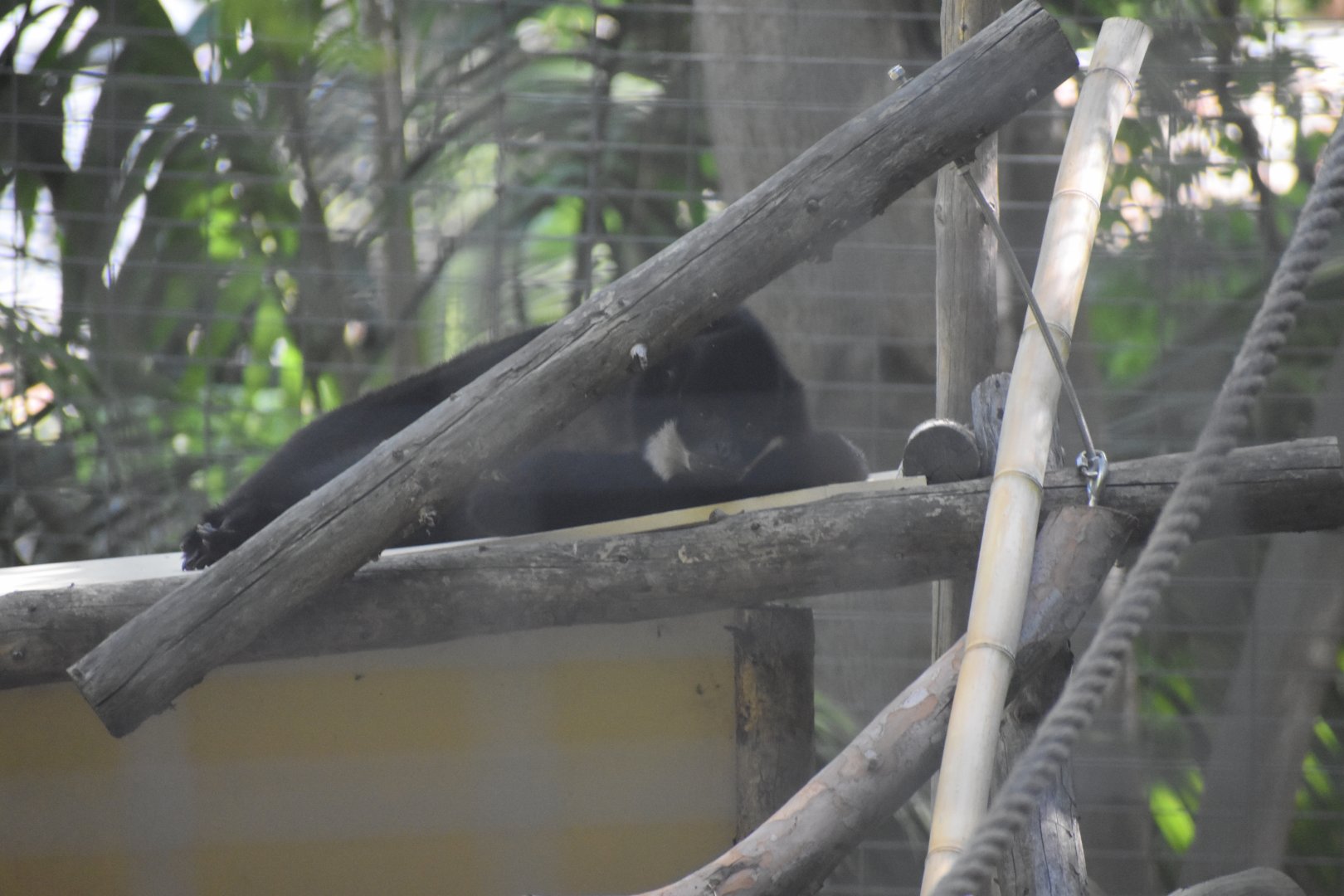 White-cheeked Gibbon