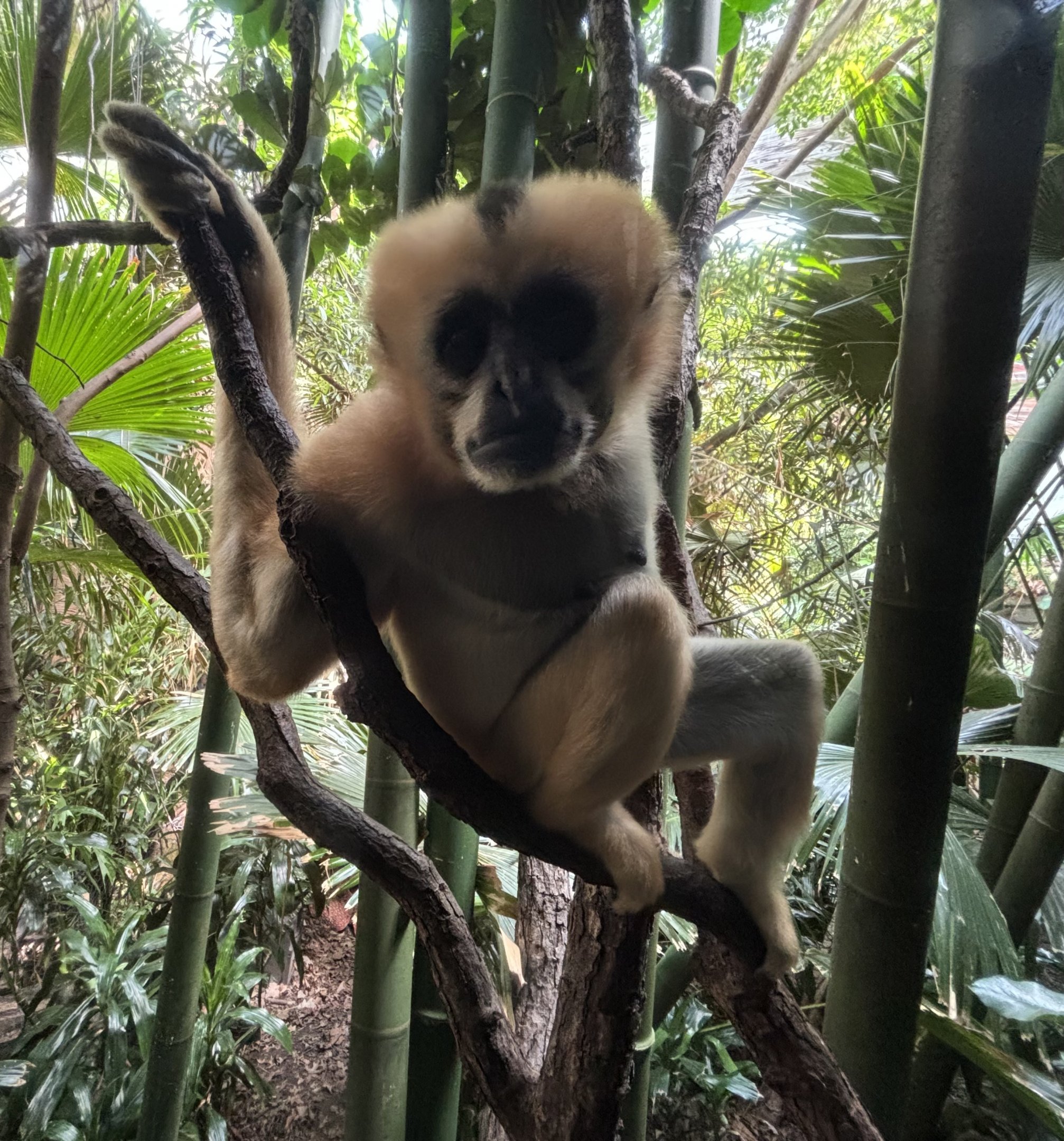 White-cheeked Gibbon