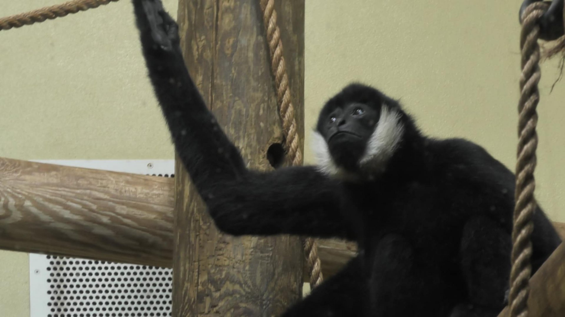 White cheeked gibbon