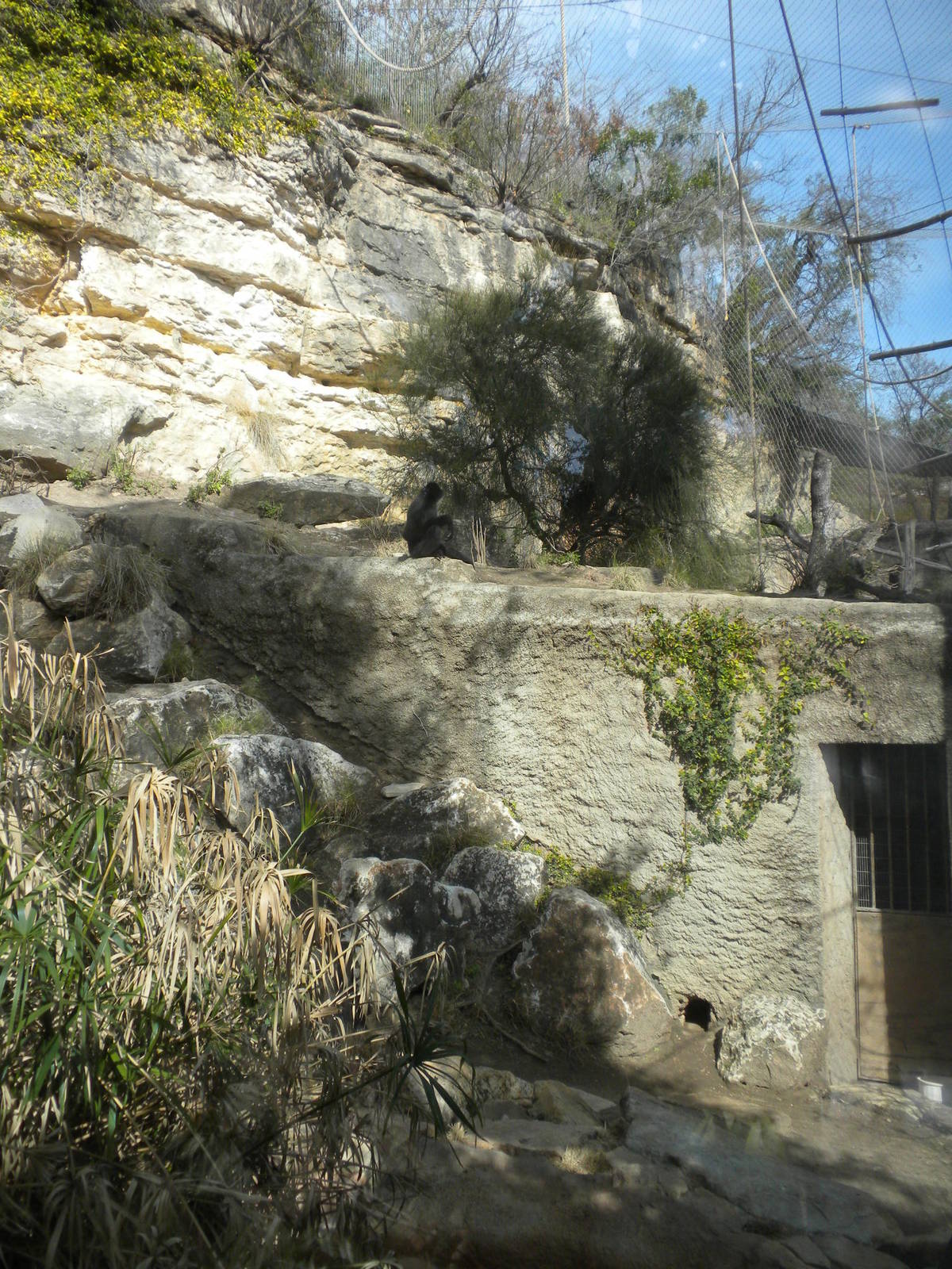 White Cheeked Gibbon