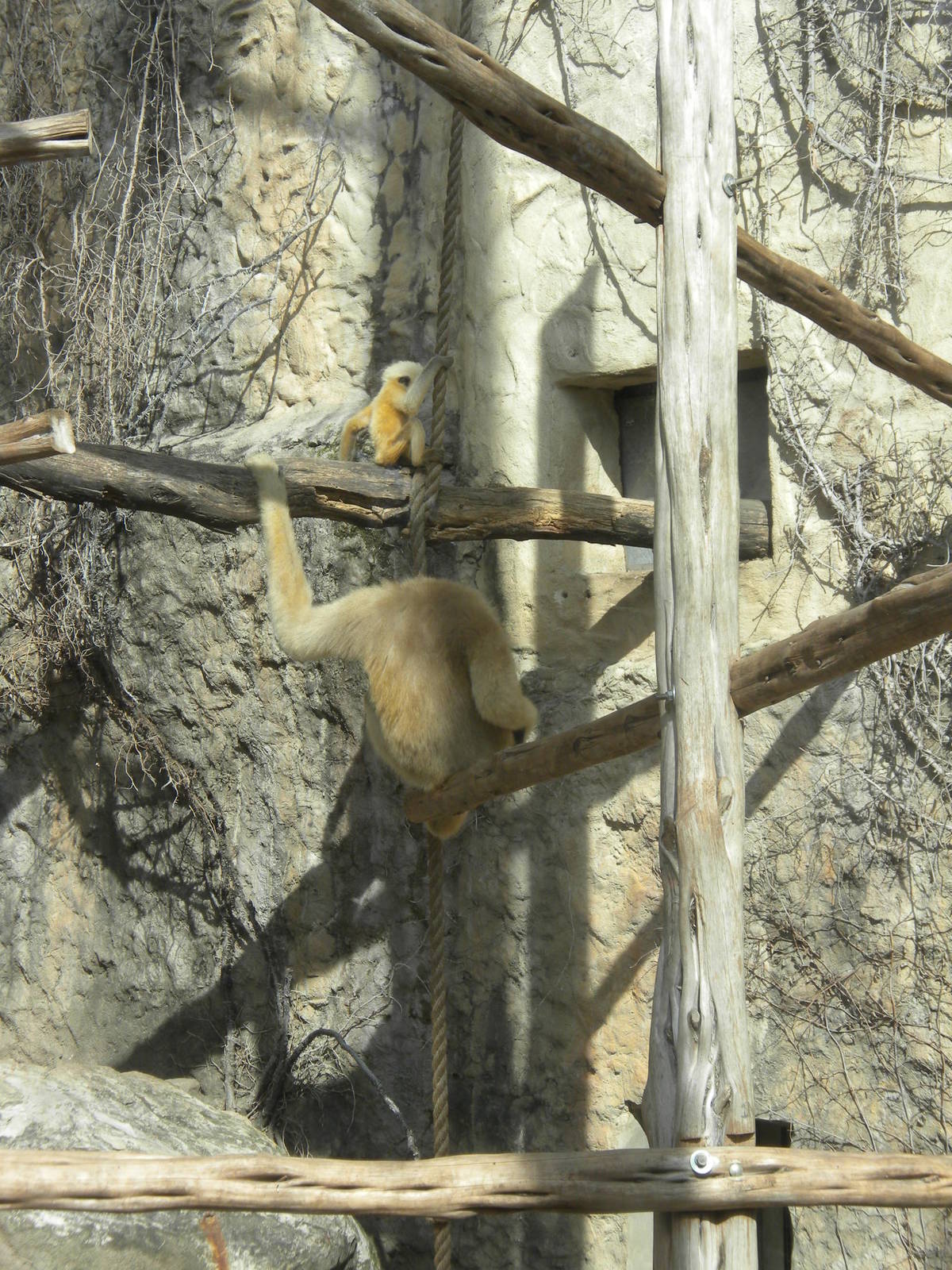 White Cheeked Gibbon