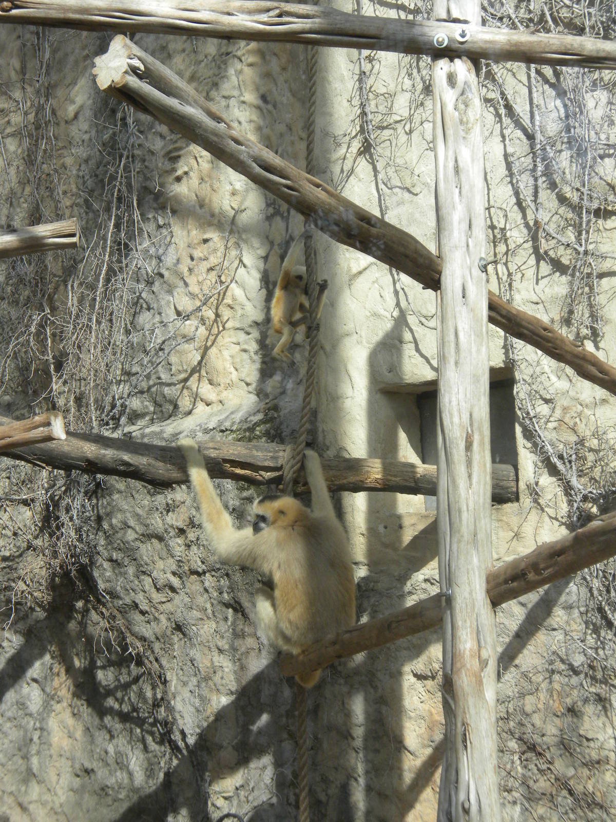 White Cheeked Gibbon