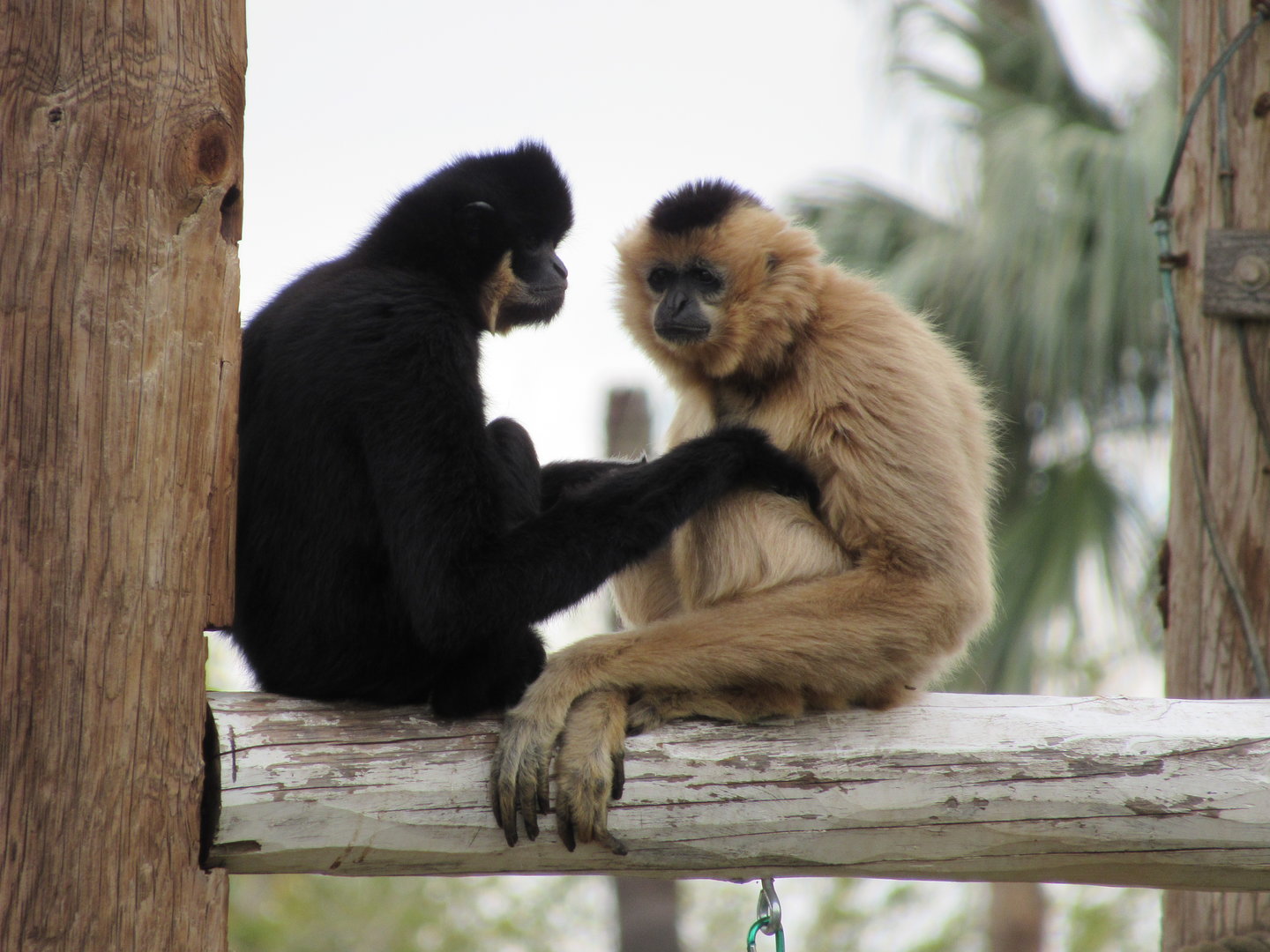 White-cheeked Gibbons - 3/7/23